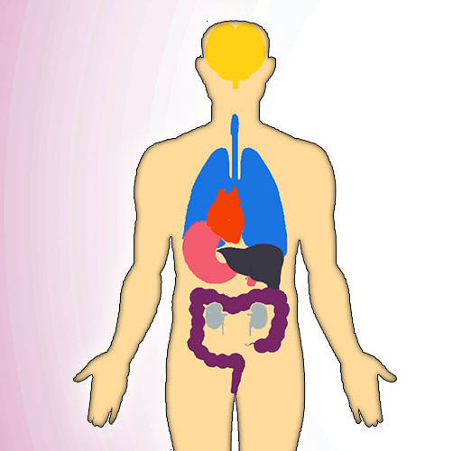 jiyofit-digestive-system